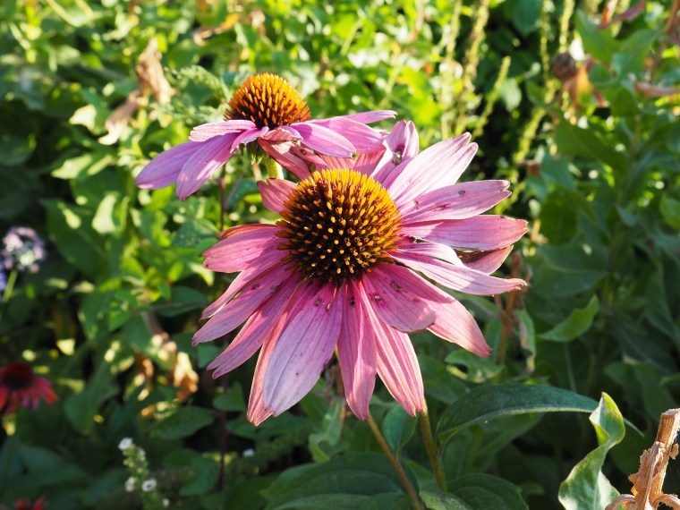 OLYMPUS DIGITAL CAMERA