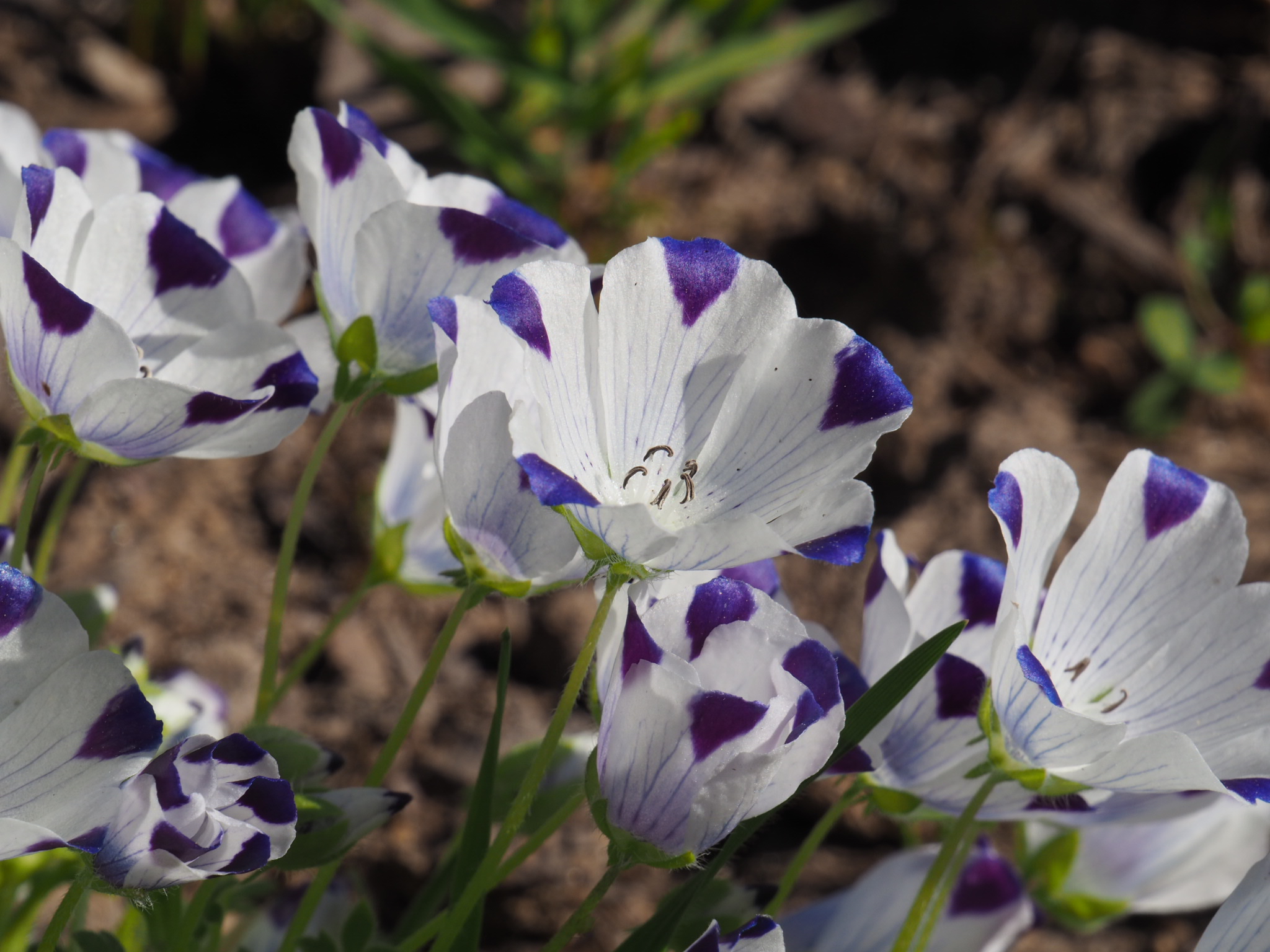 OLYMPUS DIGITAL CAMERA