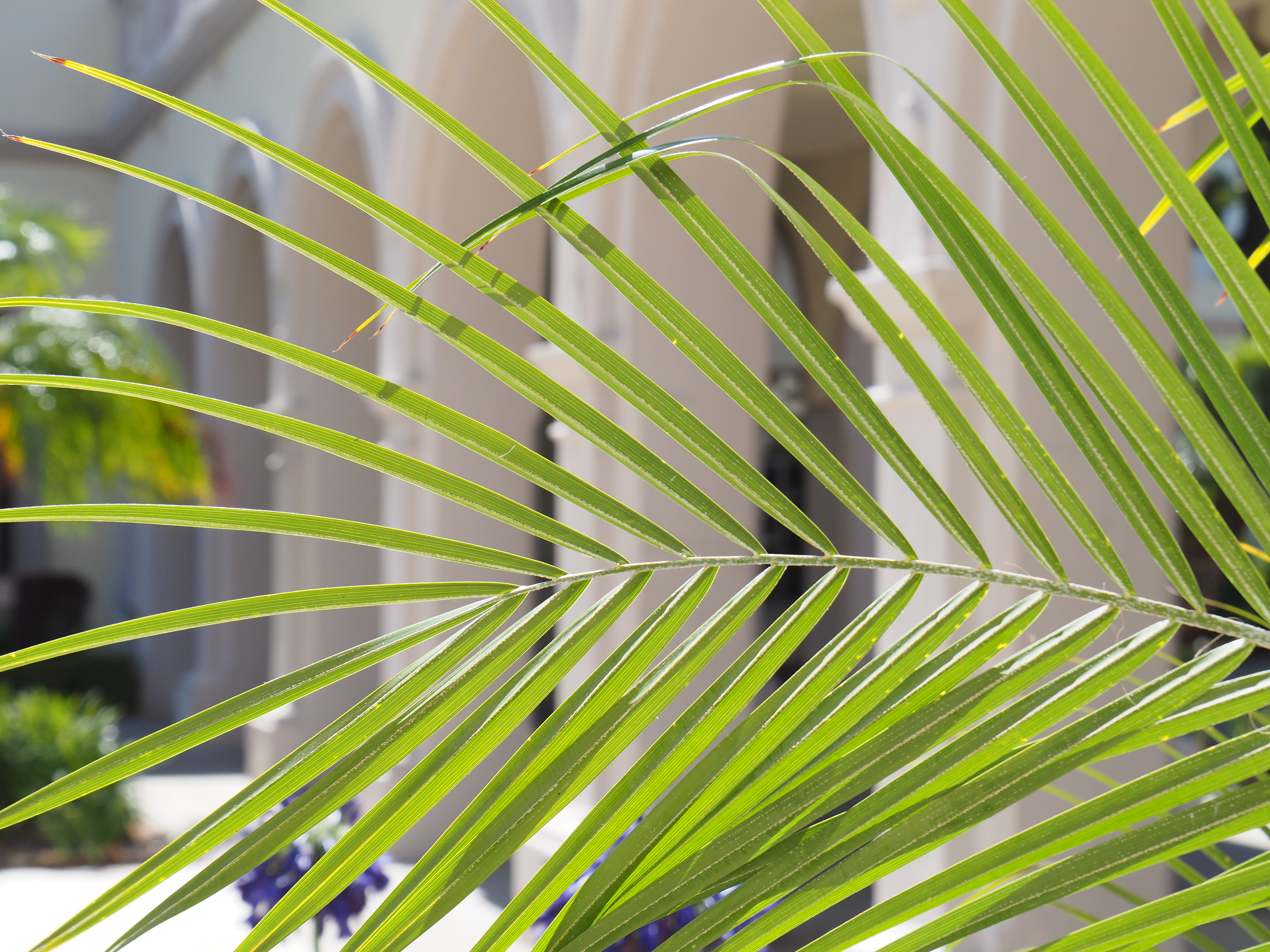 OLYMPUS DIGITAL CAMERA